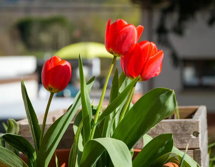 Červené tulipány v záhrade
